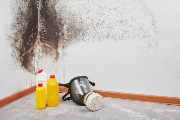 Best Certified Mold Removal  in Lukachukai, AZ