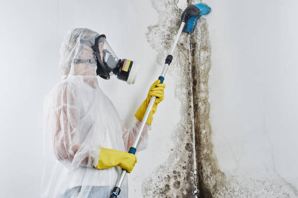 Best Home Mold Removal  in Lukachukai, AZ