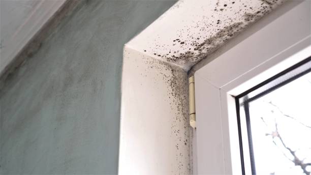 Best Mold Damage Repair  in Lukachukai, AZ