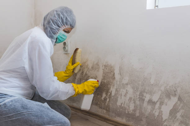 Best Attic Mold Removal  in Lukachukai, AZ