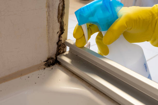 Best Mold Remediation  in Lukachukai, AZ