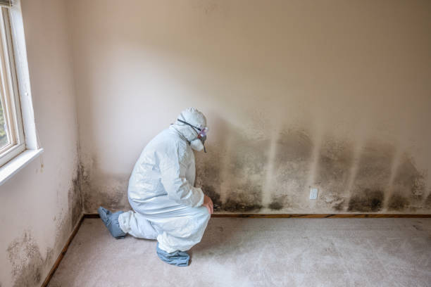 Best Mold Removal Company Near Me  in Lukachukai, AZ