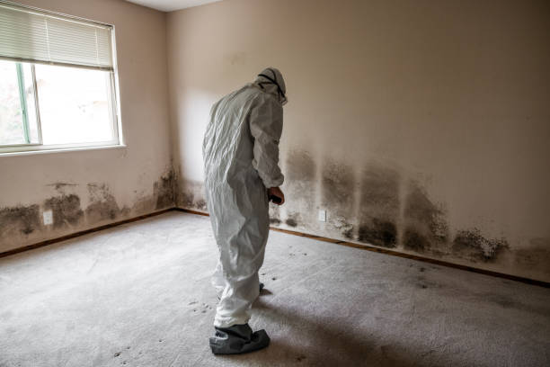 Best Mold Testing  in Lukachukai, AZ