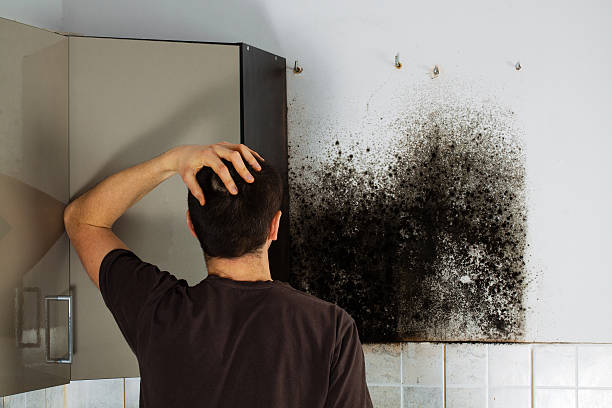 Best Local Mold Removal Service  in Lukachukai, AZ