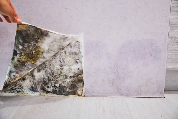 Best Toxic Mold Removal  in Lukachukai, AZ